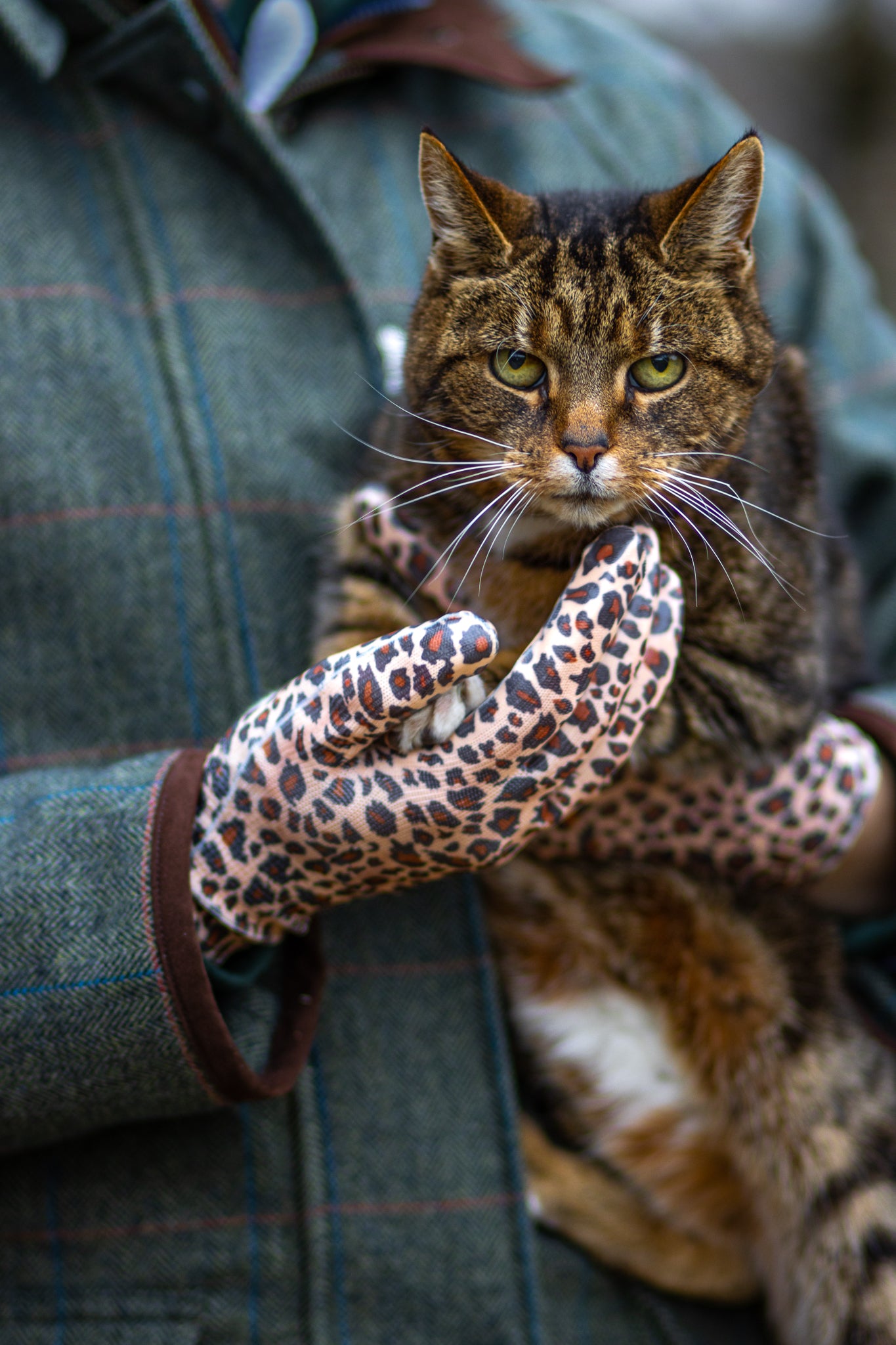 Wild Thing