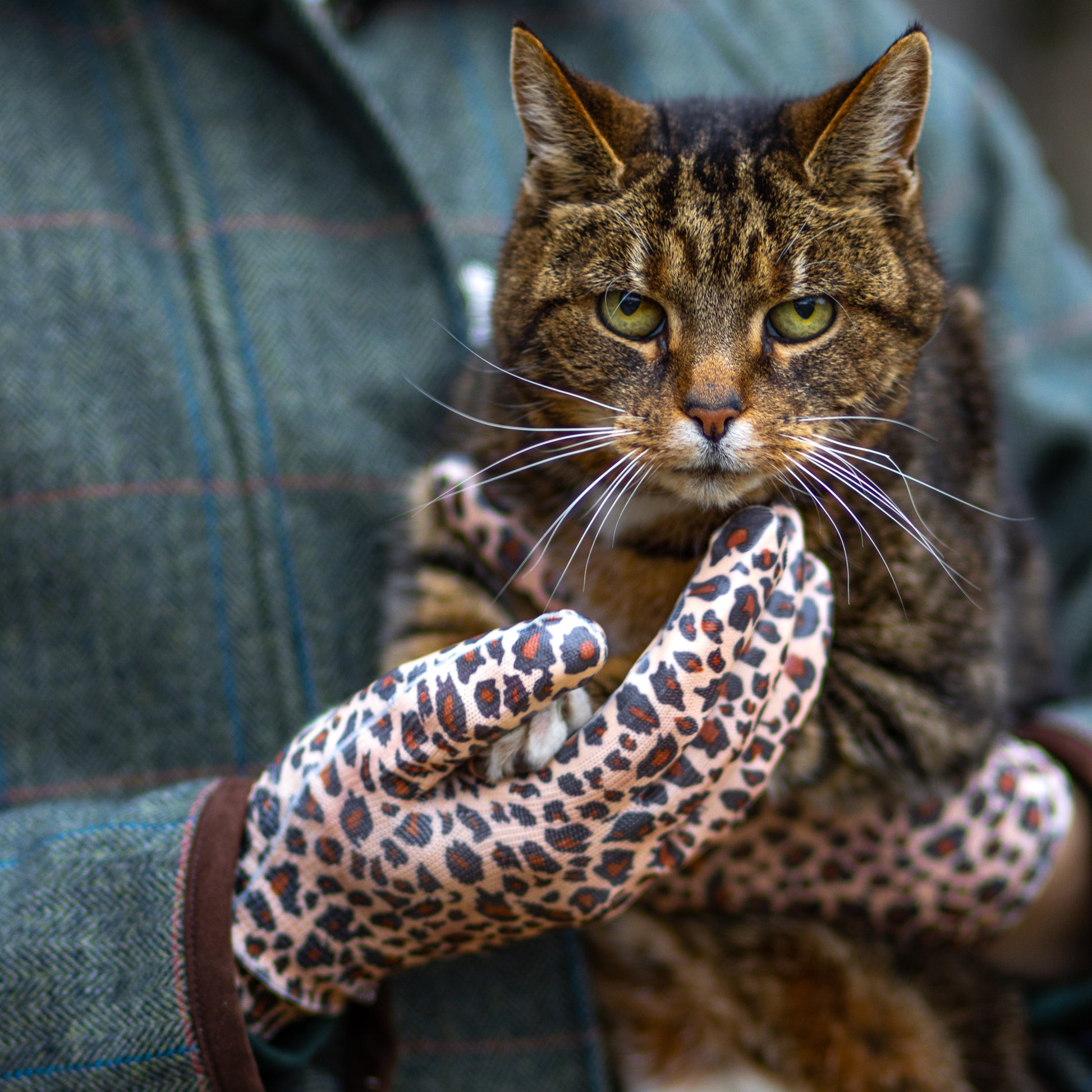 leopard print gardening gloves Mulch Wild Thing